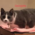 Photo of Georgette 