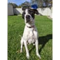 Photo of Maddi ~ 1.5yo Bull Arabx Great Dane (On Trial 3/6/20)