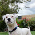Photo of Baxter