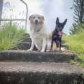 Photo of Beau ~ 7mo Kelpie X Cattle (On Trial 30/05/20)