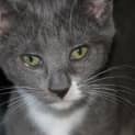 Photo of Mouse