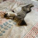 Photo of Bunnie
