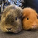 Photo of Strawberry And Marigold 