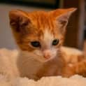 Photo of Cupcake ~ Ginger Kitten (Evaluating Enquires)