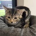 Photo of Stormy