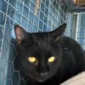Photo of Sputnik