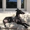 Photo of Cookie