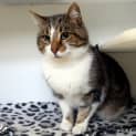 Photo of Nala Sua005298