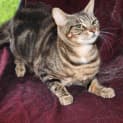 Photo of Mavis