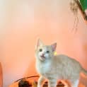 Photo of Cosmo & Rocket ~ 8 W/O Kittens (On Trial 19/6/20)