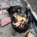 Photo of Zeus ~ 3 Yr Rottweiler ~ On Trial 16/7/20