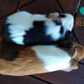 Photo of Winnie And Bean