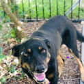 Photo of Banjo