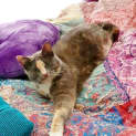 Photo of Shanti