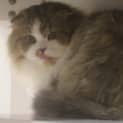 Photo of Leo