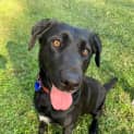 Photo of Luna ~ Lab X Border Collie (On Trial 14/07/20)