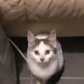 Photo of Dobby ** Adorable Kitten **