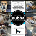 Photo of Bubba