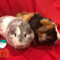 Photo of Slate (Desexed Male) And Lexi