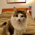 Photo of Blossom