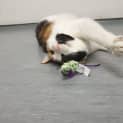 Photo of Cuddles