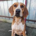 Photo of Ollie