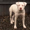 Photo of Daisy