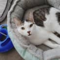 Photo of Patchie
