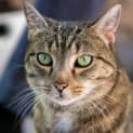 Photo of Artemis 