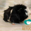 Photo of Paco