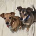 Photo of Chutney & Chika Wordsworth