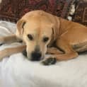 Photo of Doopy