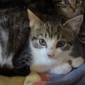 Photo of Charleton