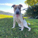Photo of Zuko ~ 8month Old Pointer X(on Trial 28/08/2020)