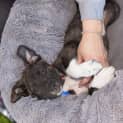 Photo of Zara ~ Sweet Bc X Wolfhound(on Trial 14/08/20)