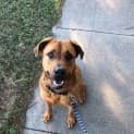 Photo of Koda