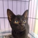 Photo of Midnight