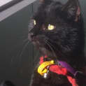 Photo of Tennyson~Best Friend For Life