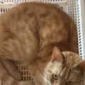 Photo of Jabari~Gentle Friend