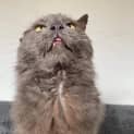 Photo of Smokey