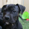 Photo of Lotus ~ Wolfhound X Puppy ~ On Trial 4/10/20