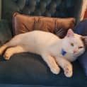 Photo of Patty ~ 3yr Old Dsh (On Trial 04/08/20)