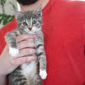 Photo of Zoe And Theo ~ Dsh Kittens (On Trial 20/8/20)