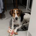 Photo of Taz