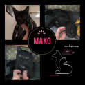 Photo of Mako