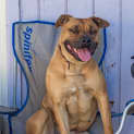 Photo of Stella ~ 3yr Old Staffy ( On Trial 19/09/20)