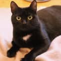 Photo of Rosie ~ 18 Mo Female (On Trial 03/09/20)