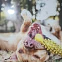 Photo of Peanut