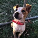 Photo of Biscuit