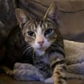 Photo of Mishka